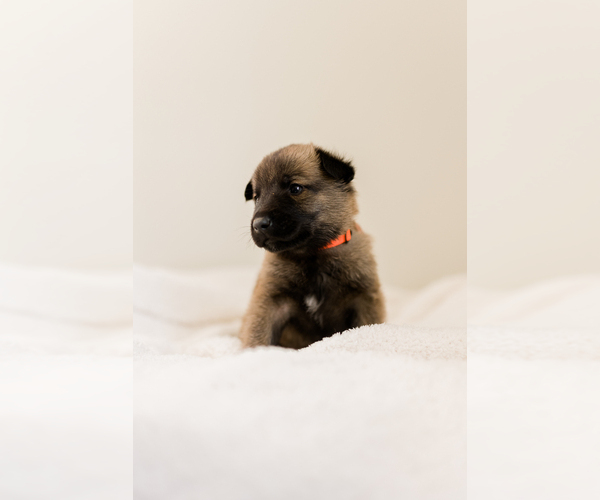 Medium Photo #8 Belgian Malinois Puppy For Sale in LYNCHBURG, VA, USA