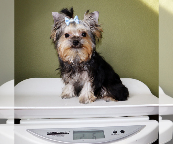 Medium Photo #5 Yorkshire Terrier Puppy For Sale in LOS ANGELES, CA, USA