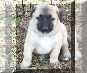 Anatolian Shepherd Puppy for sale in RUTHERFORDTON, NC, USA