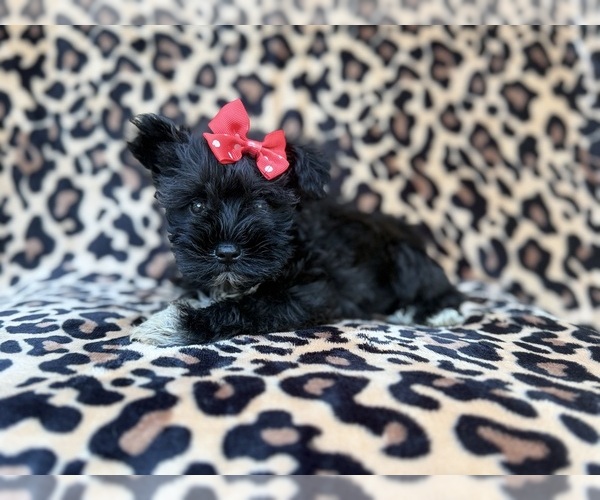 Medium Photo #6 Schnauzer (Miniature) Puppy For Sale in LAKELAND, FL, USA
