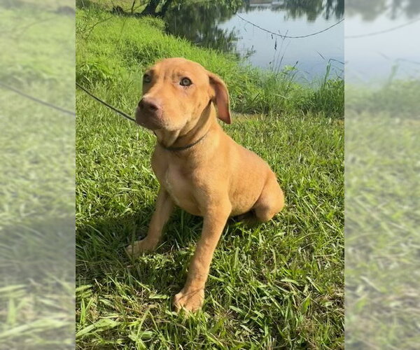 Medium Photo #1 Labrador Retriever-Unknown Mix Puppy For Sale in Tarrytown, GA, USA