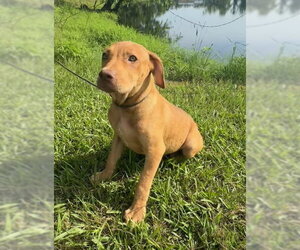 Labrador Retriever-Unknown Mix Dogs for adoption in Tarrytown, GA, USA