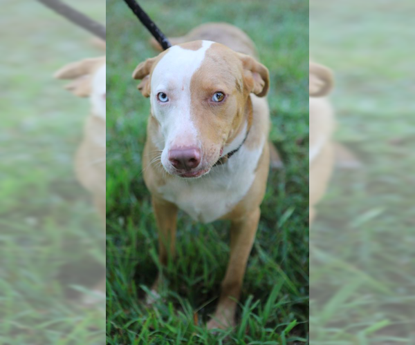 Medium Photo #6 Australian Shepherd-Unknown Mix Puppy For Sale in Decatur, GA, USA