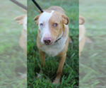 Small Photo #6 Australian Shepherd-Unknown Mix Puppy For Sale in Decatur, GA, USA