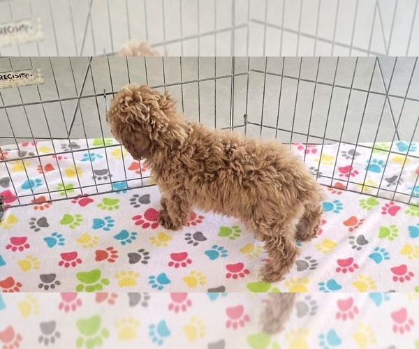 Medium Photo #15 Cock-A-Poo-Poodle (Miniature) Mix Puppy For Sale in ORO VALLEY, AZ, USA