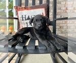 Small #9 Labrador Retriever-Miniature Australian Shepherd Mix
