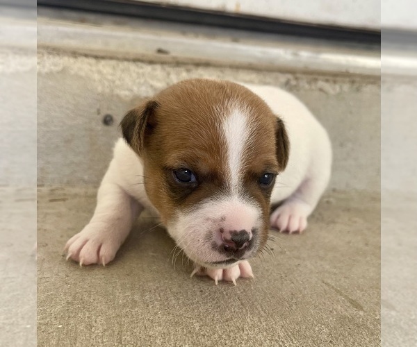 Medium Photo #7 Jack Russell Terrier Puppy For Sale in FORT PIERCE, FL, USA