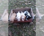 Small Photo #14 Dachshund Puppy For Sale in HAMILTON, MO, USA