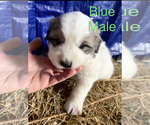 Small Photo #2 Great Pyrenees Puppy For Sale in LINCOLN, MI, USA