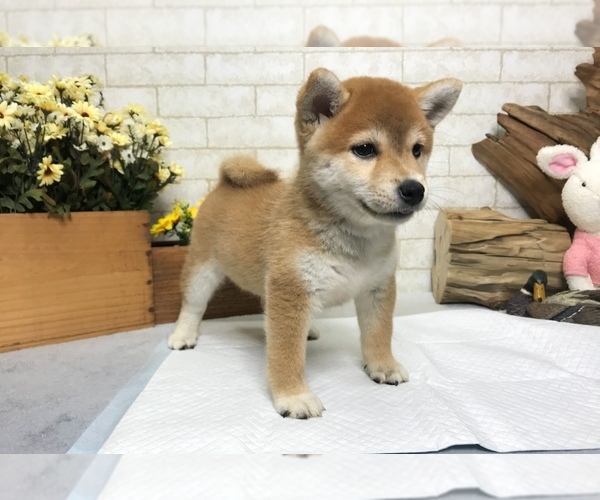 Shiba Inu Dog Puppies For Sale In New York Ny