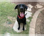 Small #3 Labrador Retriever