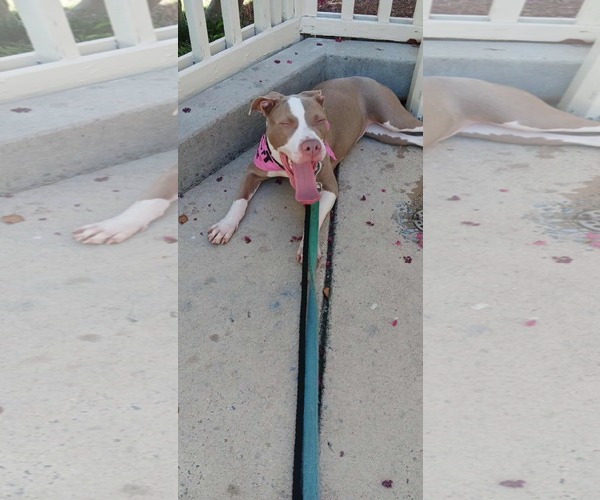 Medium Photo #4 American Pit Bull Terrier-Unknown Mix Puppy For Sale in Spring Lake, NC, USA