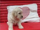Small Photo #1 Golden Retriever Puppy For Sale in MOUNTAIN VIEW, CA, USA