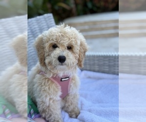 Poochon Puppy for Sale in PARKLAND, Florida USA