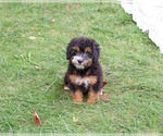 Willow - Female Bernedoodle (Miniature)-Saint Berdoodle Mix Puppy for Sale - Photo #5