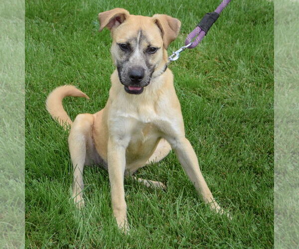 Medium Photo #7 Black Mouth Cur-Unknown Mix Puppy For Sale in Huntley, IL, USA