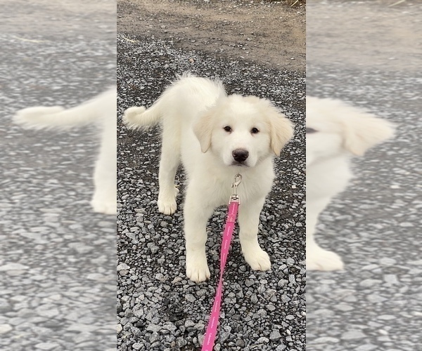 Medium Photo #6 Great Pyrenees Puppy For Sale in CANOGA, NY, USA