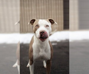 Mutt Dogs for adoption in Belleville, IL, USA