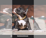 Small Photo #6 American Bully Puppy For Sale in SAN ANTONIO, TX, USA