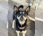 Small #1 German Shepherd Dog