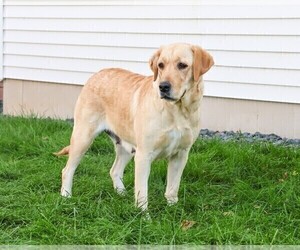 Mother of the Labrador Retriever puppies born on 01/04/2026