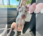 Small #2 American Pit Bull Terrier Mix
