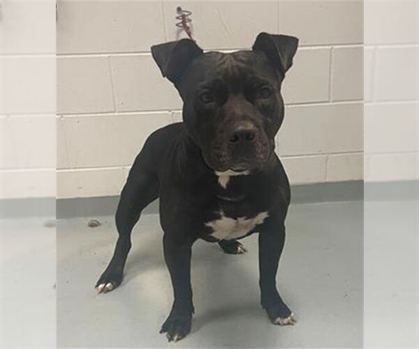 Medium Photo #3 American Pit Bull Terrier Puppy For Sale in St. Cloud, FL, USA