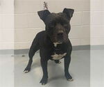 Small #2 American Pit Bull Terrier