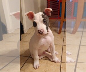 American Pit Bull Terrier Puppy for sale in WEST CHICAGO, IL, USA