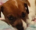 Puppy Lightning Bolt Jack Chi-Jack Russell Terrier Mix