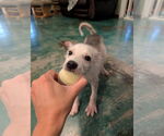Small #1 Huskies  Mix