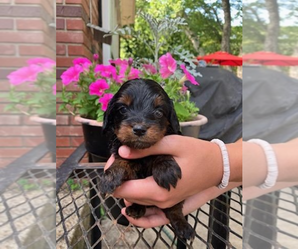 Medium Photo #6 Cocker Spaniel-Poodle (Miniature) Mix Puppy For Sale in MURFREESBORO, AR, USA