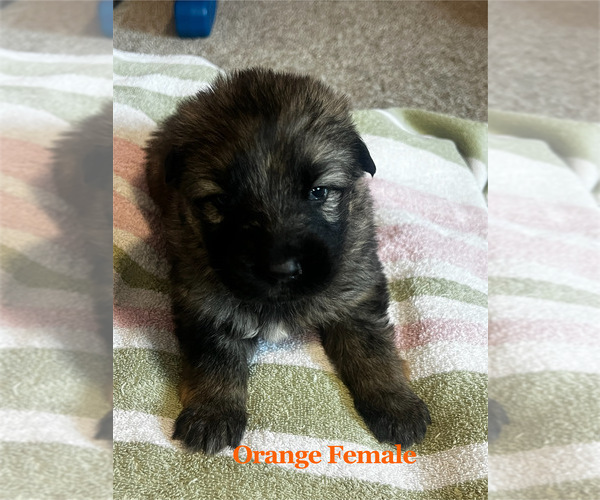 Medium Photo #1 German Shepherd Dog Puppy For Sale in FRUITLAND, WA, USA
