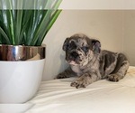 Puppy 2 French Bulldog