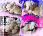 Small Photo #26 American Corgi Puppy For Sale in NOWATA, OK, USA
