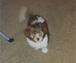 Puppy 1 Shih-Poo