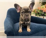Small Photo #3 French Bulldog Puppy For Sale in JERSEY CITY, NJ, USA