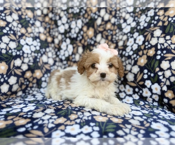 Medium Photo #3 Cavapoo (Miniature) Puppy For Sale in LAKELAND, FL, USA