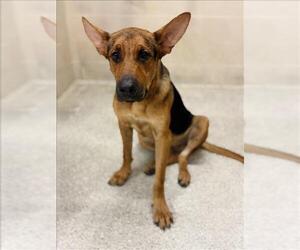 German Shepherd Dog Dogs for adoption in Conroe, TX, USA