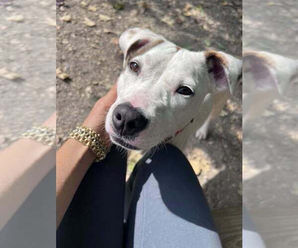 Medium Photo #4 Mutt Puppy For Sale in Elmsford, NY, USA