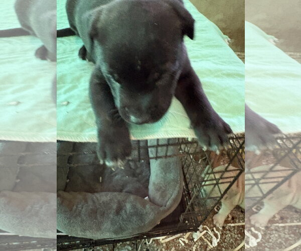 Medium Photo #5 Labrador Retriever-Unknown Mix Puppy For Sale in Sanford, FL, USA