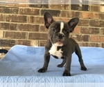 Small Photo #2 French Bulldog Puppy For Sale in FORESTVILLE, CA, USA