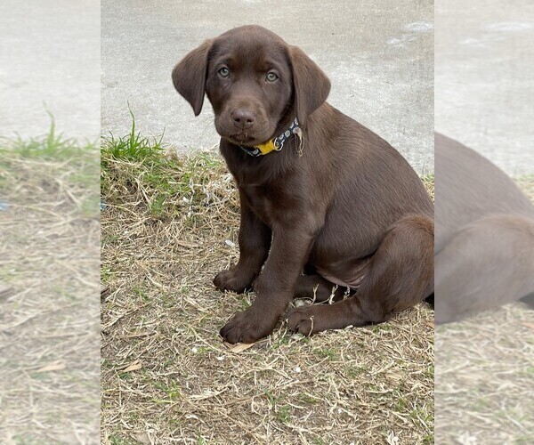 Medium Photo #2 Labrador Retriever Puppy For Sale in SHINER, TX, USA