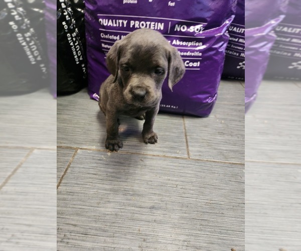 Medium Photo #1 Cane Corso Puppy For Sale in MEMPHIS, TN, USA