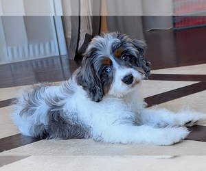 Cavapoo Puppy for Sale in CITRUS HEIGHTS, California USA