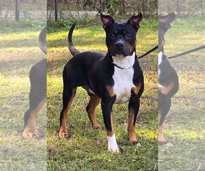 American Pit Bull Terrier-Unknown Mix Dogs for adoption in Wetumpka, AL, USA