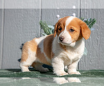 Puppy Rose Pembroke Welsh Corgi