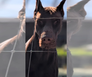 Father of the Doberman Pinscher puppies born on 02/11/2025