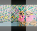Small #2 Labrador Retriever