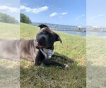 Small #2 American Pit Bull Terrier